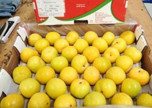 Pflaumen gelb Sunkiss3 Pflaumen gelb Sunkiss3