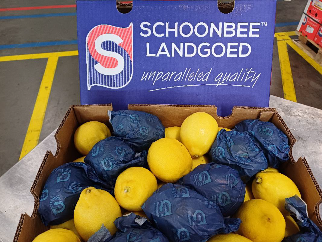 Eureka Schoonbee